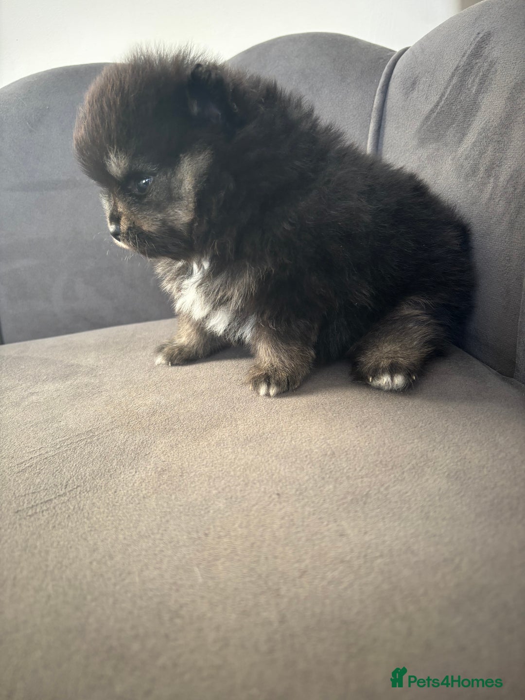 Pomeranian dogs for sale: KC Reg Teddy bear Pomeranian Tiny - Advert 2
