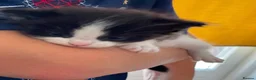 Mixed Breed cats for sale: Cross breed Ragdoll Kittens in Stirling - Advert 3