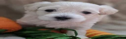 Maltipoo dogs for sale: Maltipoo F2 puppies for sale.  - Advert 12