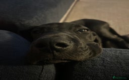 Great Dane dogs for sale: Puppy - Great Dane 5 months  - Image 4