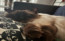 Ragdoll cats for sale: 2 Ragdolls (very close brothers) for adoption - Image 2