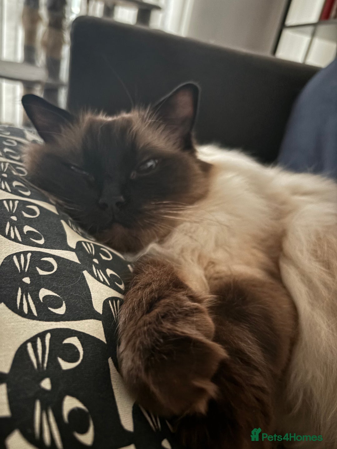 Ragdoll cats for sale: 2 Ragdolls (very close brothers) for adoption - Image 2