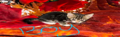 Kitten 4