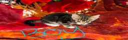 Mixed Breed cats for sale:  Kittens Looking for Loving Homes  - Advert 5