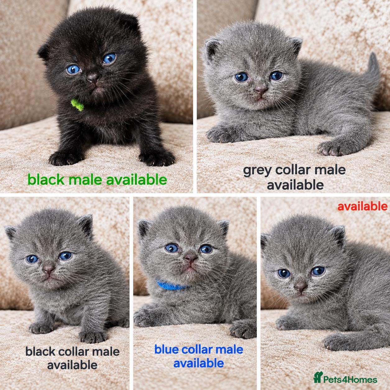 British Shorthair cats British shorthair kittens  - Advert 1
