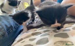British Longhair cats for sale: 3 Gorgeous Longhaired Kittens - Image 11