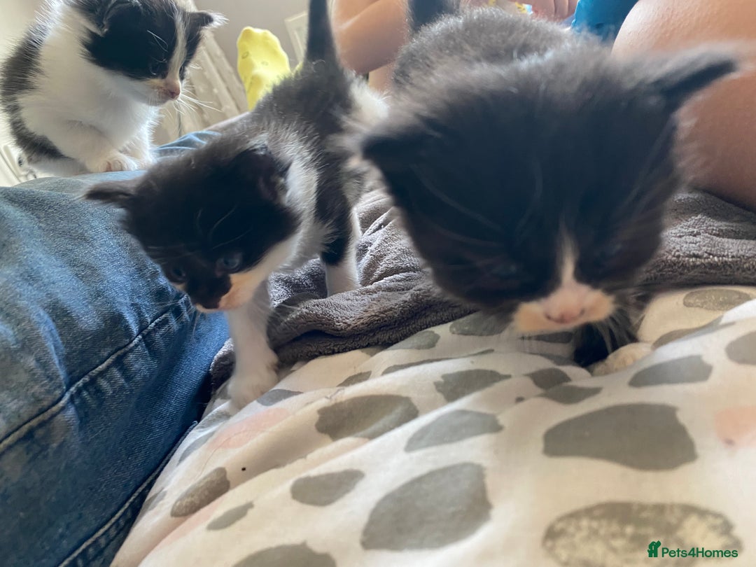 British Longhair cats for sale: 3 Gorgeous Longhaired Kittens - Image 11