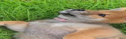 Japanese Shiba Inu dogs for sale: Japan Shiba inu  - Advert 2