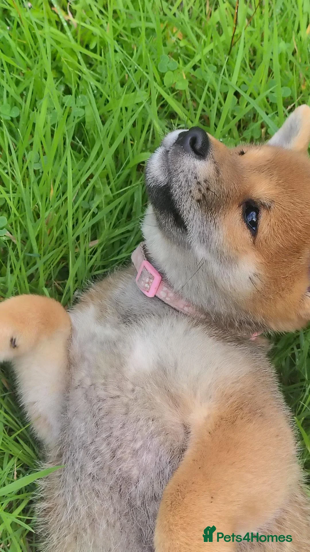 Japanese Shiba Inu dogs for sale: Japan Shiba inu  - Advert 2