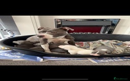 Staffordshire Bull Terrier dogs for sale: Blue k.c registered puppies - Image 5
