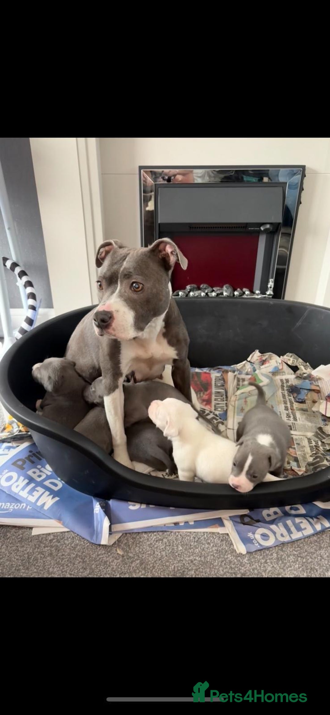 Staffordshire Bull Terrier dogs for sale: Blue k.c registered puppies - Image 5