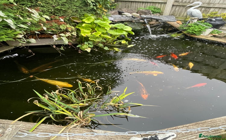 Koi Carp fish - Advert 1