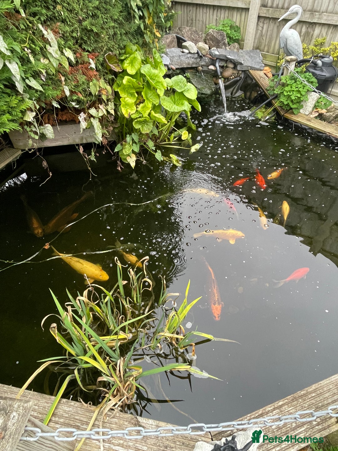 Koi Carp fish for sale: Koi Carp for Sale (rehoming due to baby and dog)  - Image 1