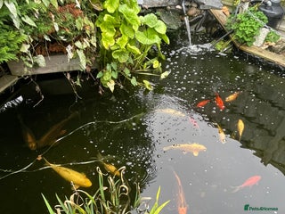 Koi Carp fish - Advert 14