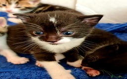 Mixed Breed cats for sale: Sweet Black & White & Tabby Kittens - Image 26