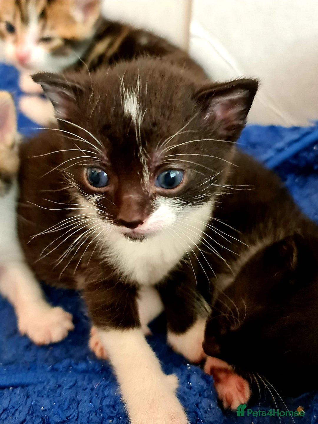 Mixed Breed cats for sale: Sweet Black & White & Tabby Kittens - Image 26