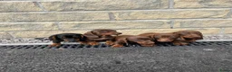 Miniature Dachshund dogs for sale: Minature Dachshund puppies ready to leave  in Blackburn - Advert 4