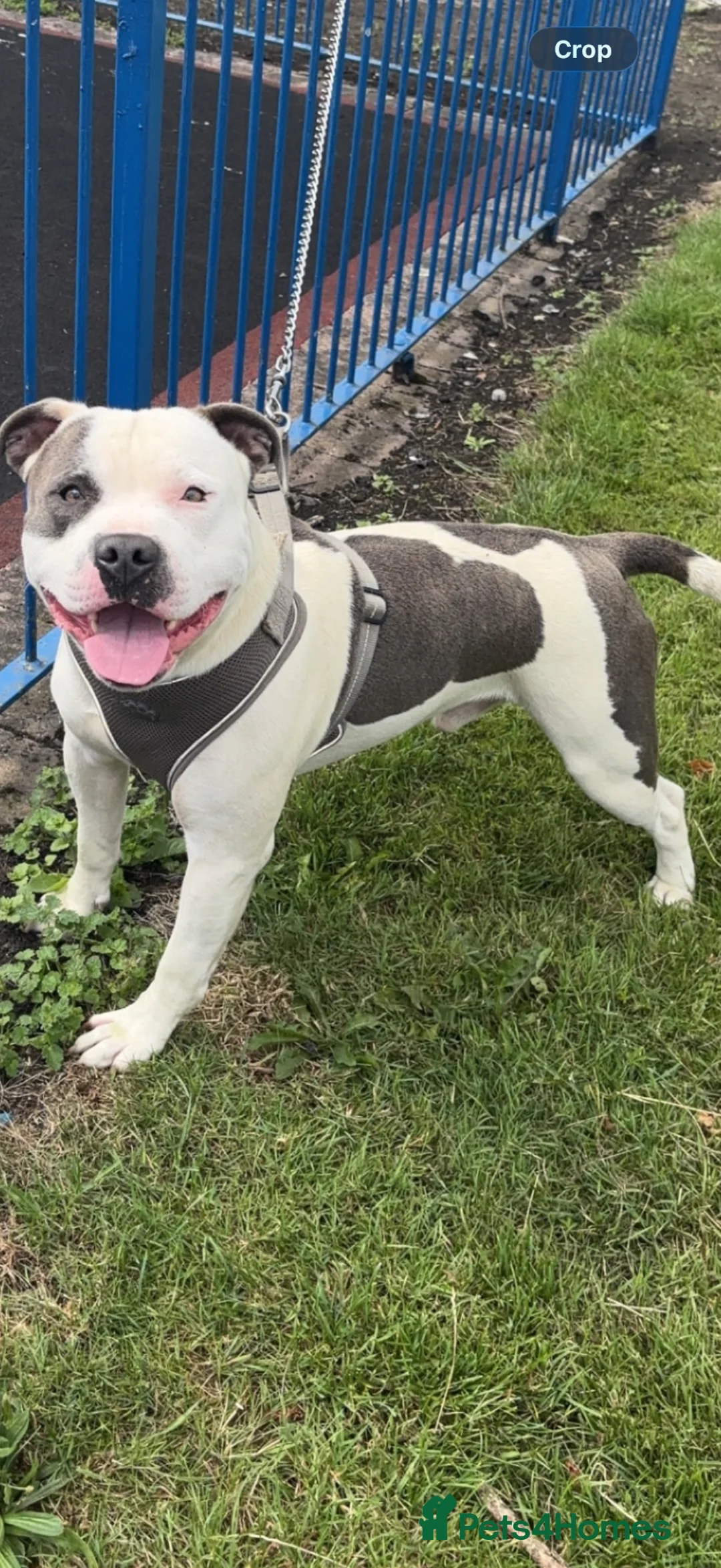 Staffordshire Bull Terrier dogs for stud: Staffordshire bull terrier  - Advert 1