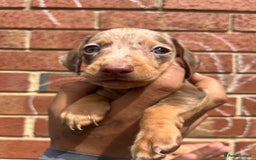 Miniature Dachshund dogs for sale: Miniature dachshunds  - Image 7
