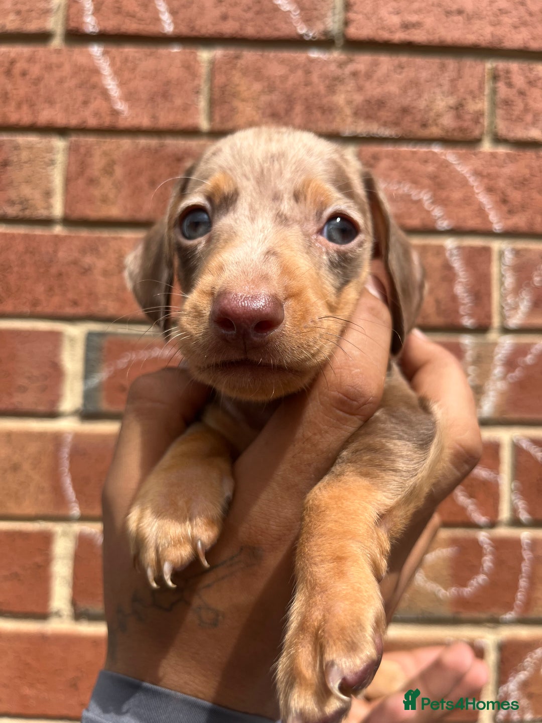 Miniature Dachshund dogs for sale: Miniature dachshunds  - Image 7