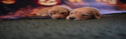 Miniature Dachshund dogs for sale: Beautiful cream mini longs, IVDD Screened parents  - Advert 2