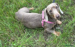 Miniature Dachshund dogs for adoption: Luna * Miniature Dachshund * 240723 - Image 4