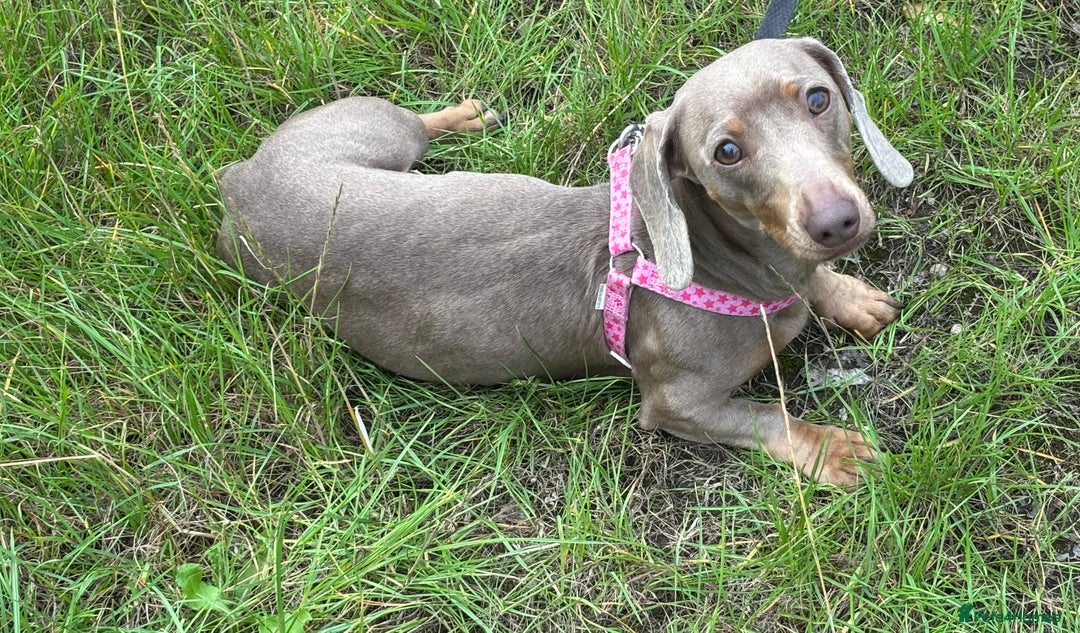 Miniature Dachshund dogs for adoption: Luna * Miniature Dachshund * 240723 - Image 4