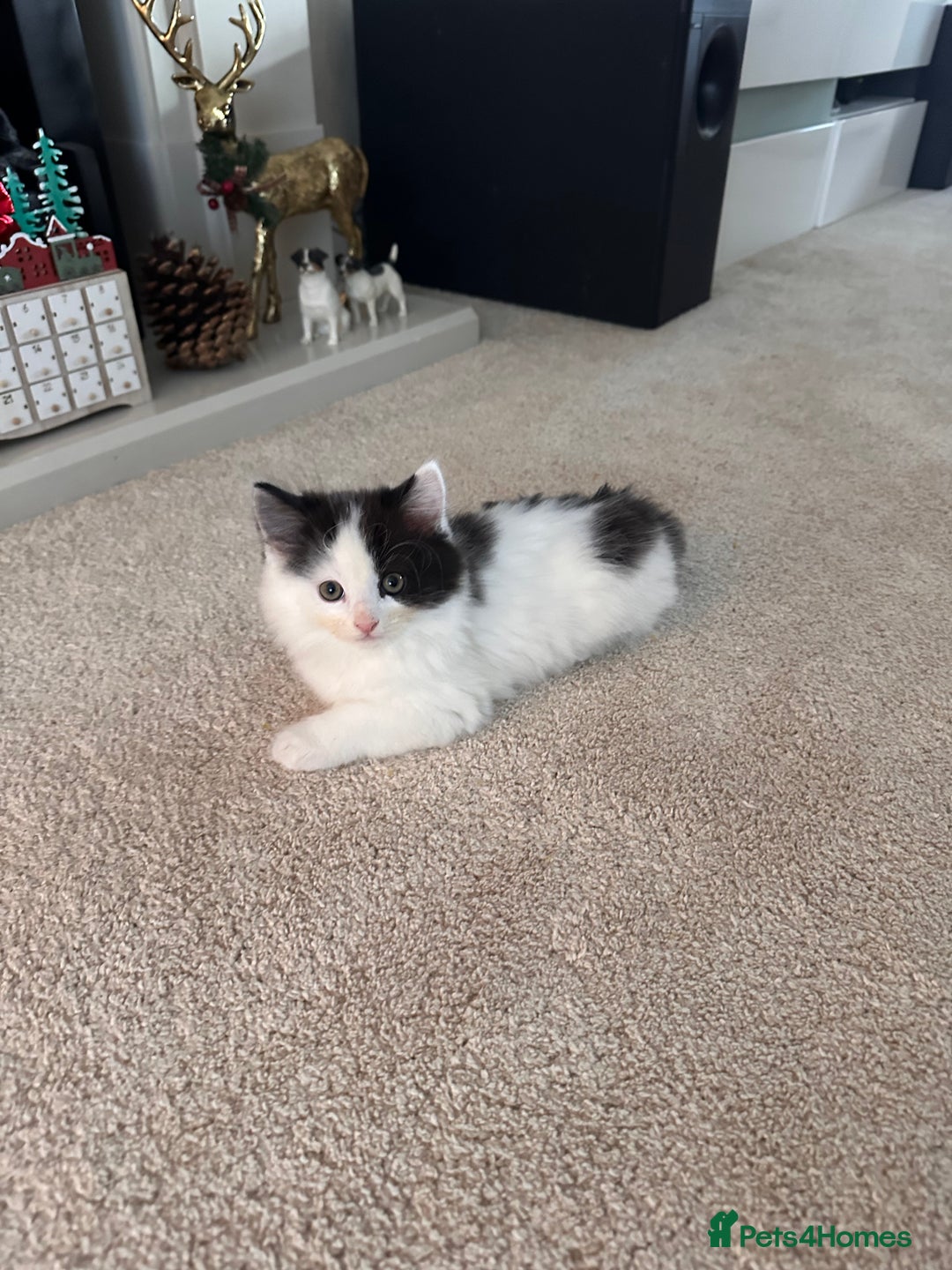 Mixed Breed cats for sale: 2 girls and 1 boy is available for re homing  - Advert 4