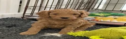 Australian Labradoodle dogs for sale: Genuine Australlian Labradoodles ( WALA reg)  - Advert 6