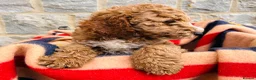 Cockapoo dogs for sale: 🧡💛 ADORABLE F1B COCKAPOO PUPPIES 💛🧡 - Advert 9