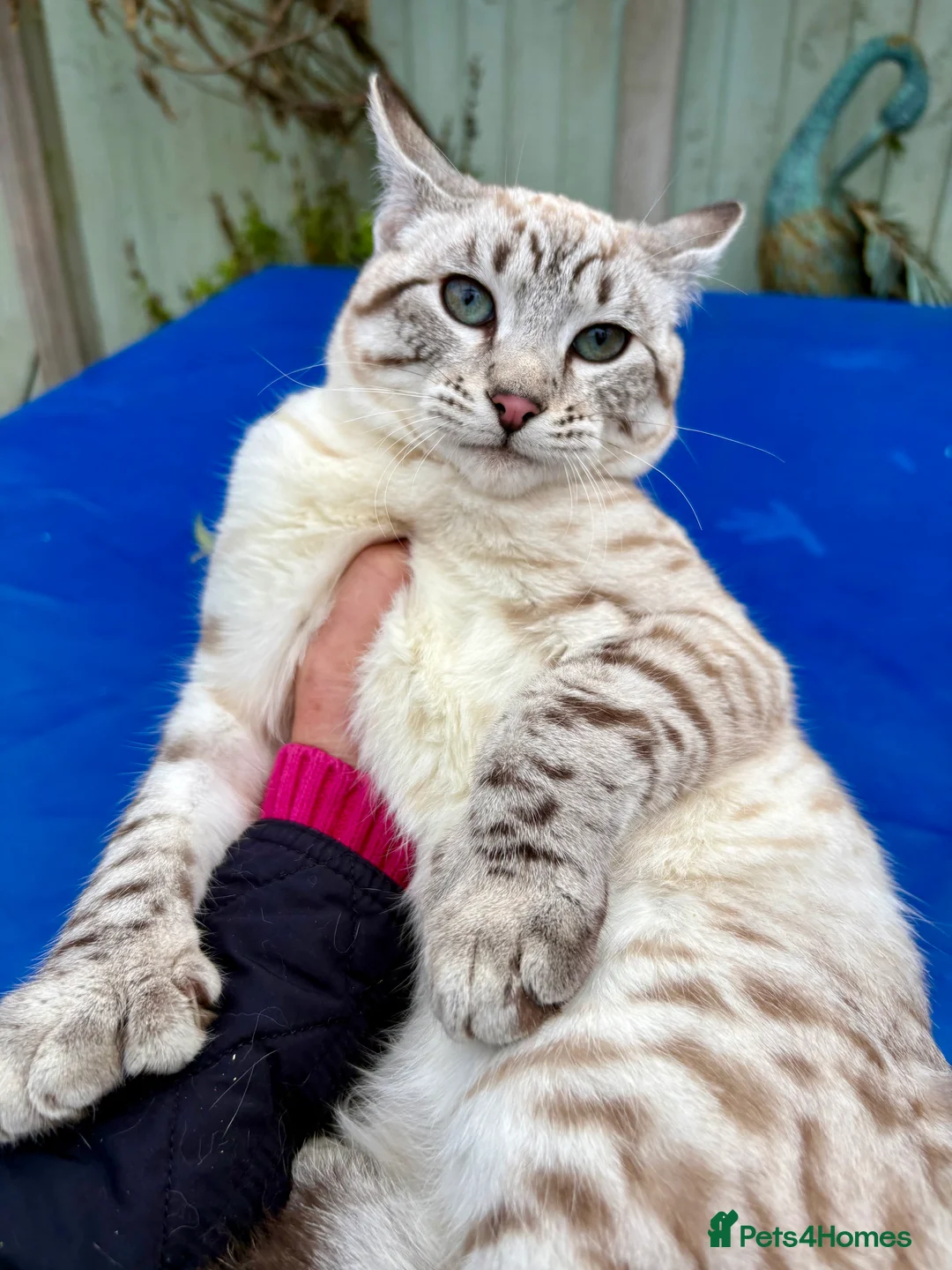 Savannah cats for sale: Breath taking wild looking girl  - Advert 16