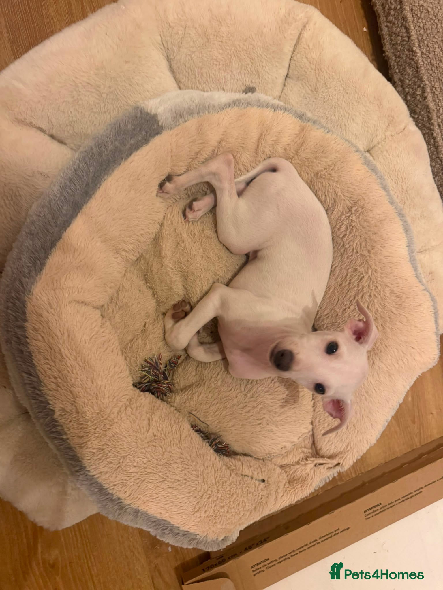 Italian Greyhound dogs 🐾Stunning cream kc registered Italian greyhound🐾 - Advert 2