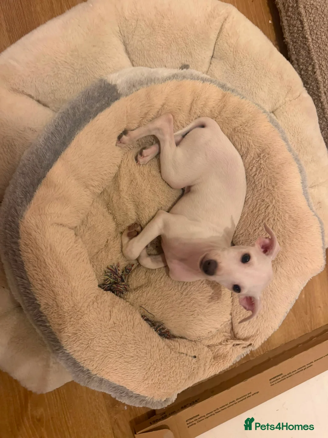 Italian Greyhound dogs for sale: 🐾Stunning cream kc registered Italian greyhound🐾 - Advert 2
