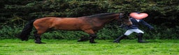 New Forest horses for sale: Dash - looking for a loving home. - Advert 2