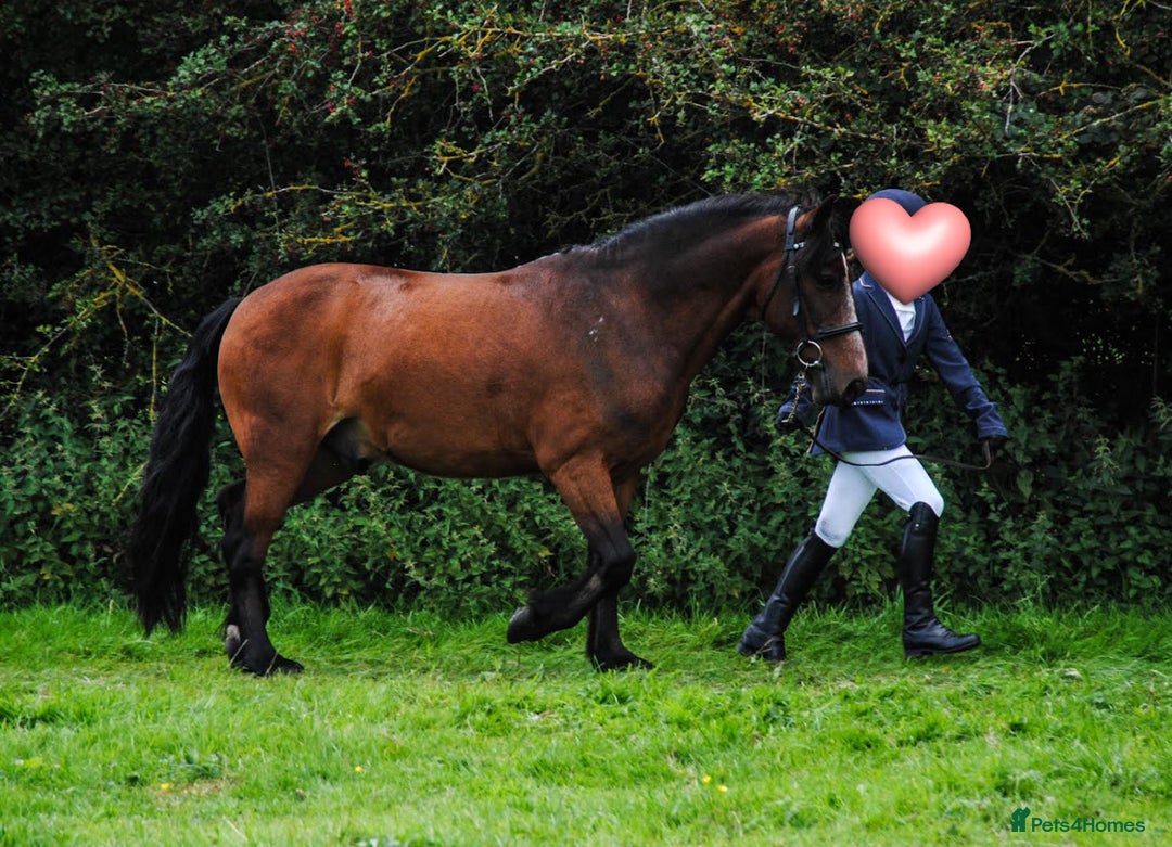 New Forest horses for sale: Dash - looking for a loving home. - Advert 2