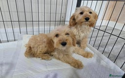 Cockapoo dogs for sale: Cockerpoos - Image 4