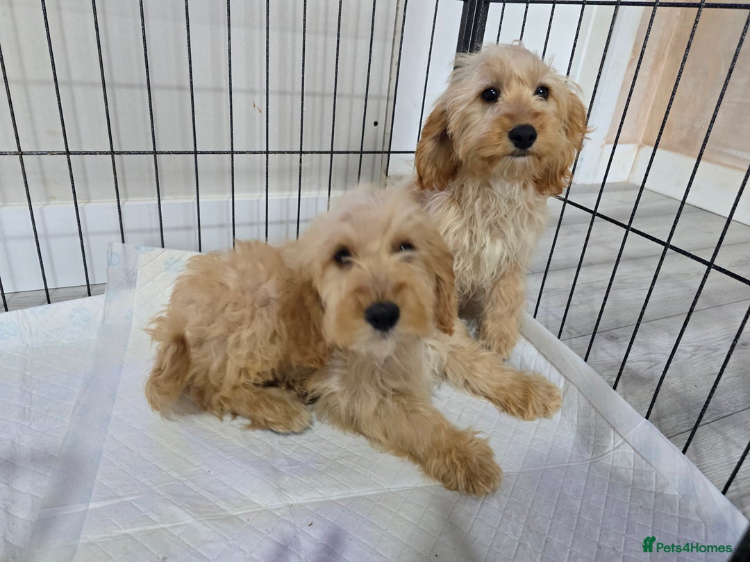Cockapoo dogs for sale: Cockerpoos - Image 4