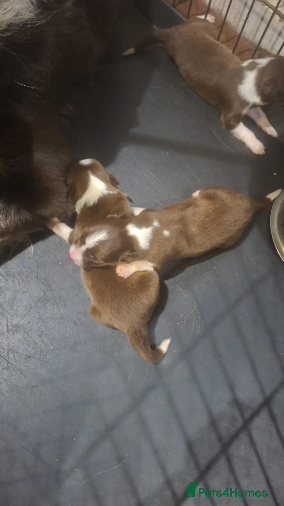 Border Collie dogs for stud: Kajtek Red-white border collie FOR STUD - Advert 16