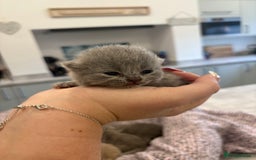 British Shorthair cats for sale: BSH kittens for sale from KC&Pedigree reg parents - Image 15