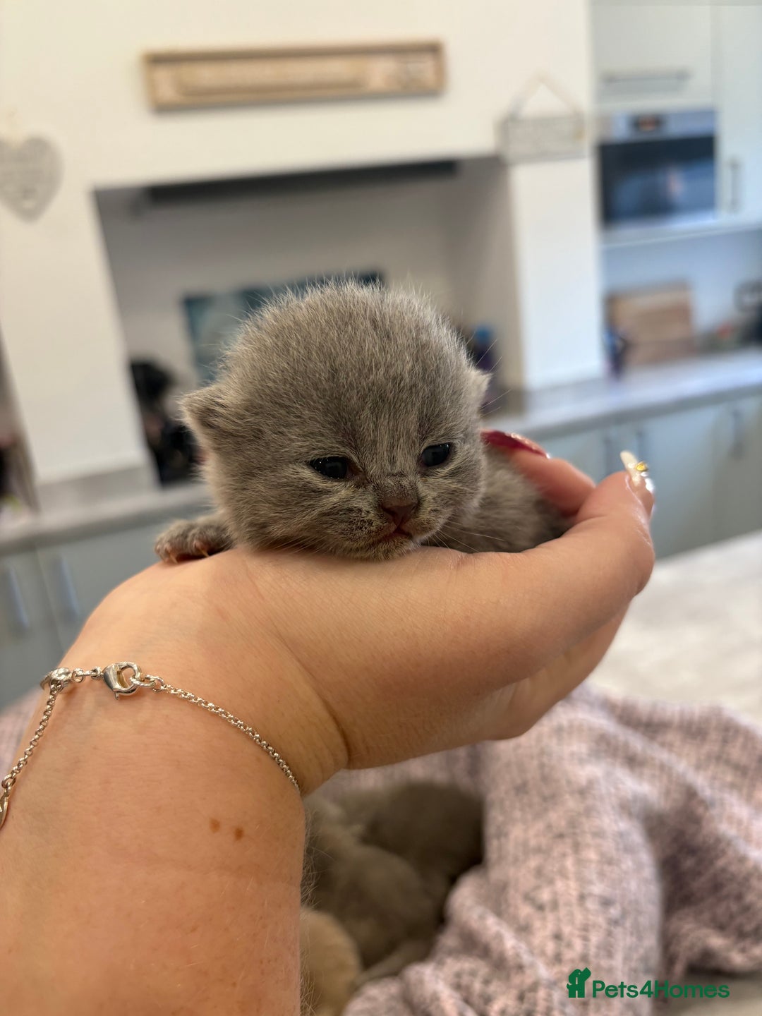 British Shorthair cats for sale: BSH kittens for sale from KC&Pedigree reg parents - Image 15