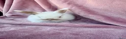 Mini Lop rabbits for sale: Pure Mini lops - Advert 5
