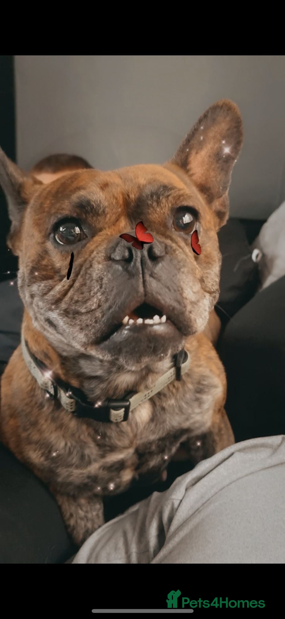 Mixed Breed dogs Pandora - Advert 15