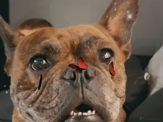 Mixed Breed dogs Pandora - Advert 15