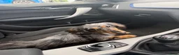 Dachshund dogs for stud: Russel - Advert 8
