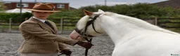 Irish Cob horses for sale: Big Betty in Huntingdon - Advert 18