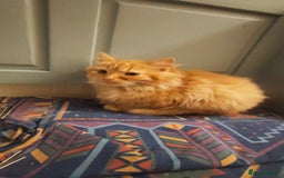 Mixed Breed cats for sale: 3 beautiful kittens available  - Image 2