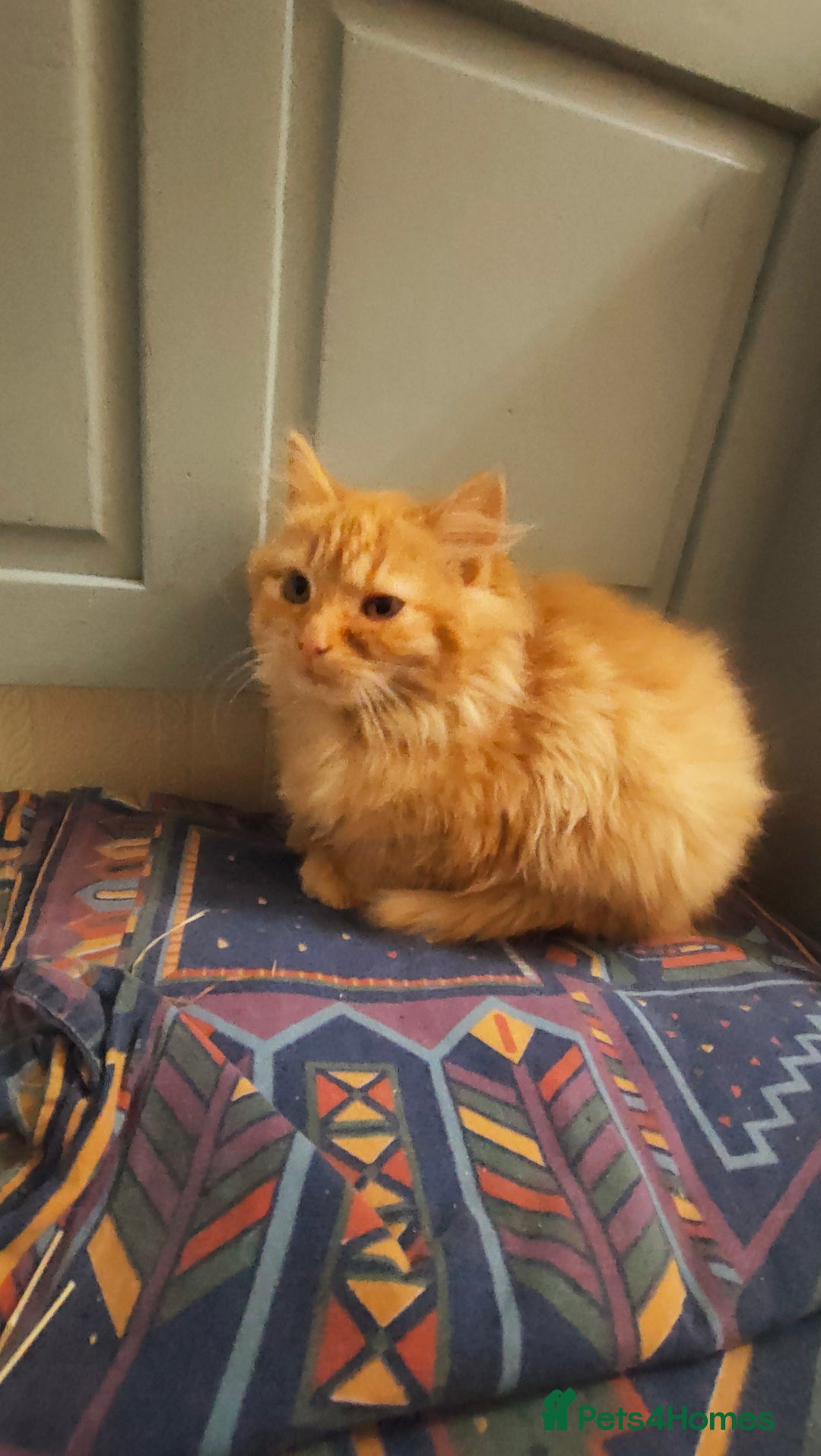 Mixed Breed cats for sale: 3 beautiful kittens available  - Image 2