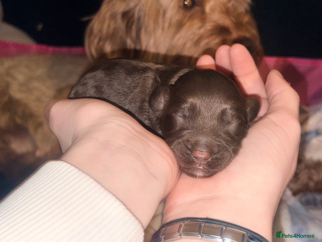 Cockapoo dogs for sale: F2 cockerpoo puppies  - Advert 14