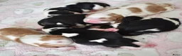 Cavalier King Charles Spaniel dogs for sale: MRI scanned parents fullY health tested - Advert 10