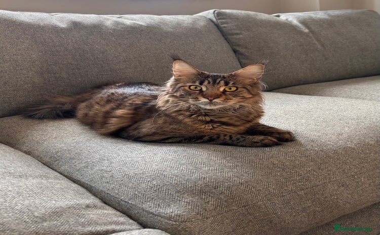 Maine Coon cats - Advert 3
